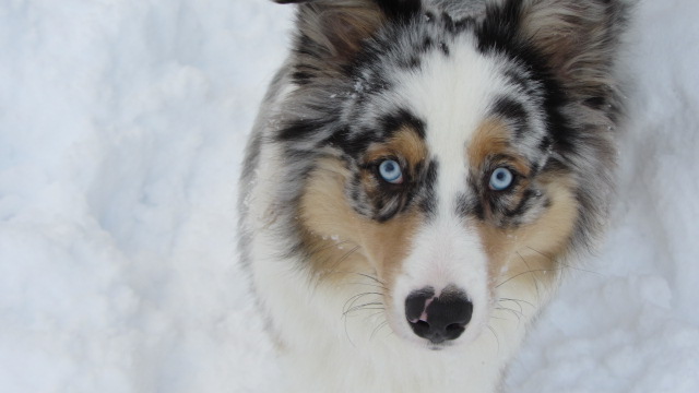 His bright blue eyes make this picture perfect!